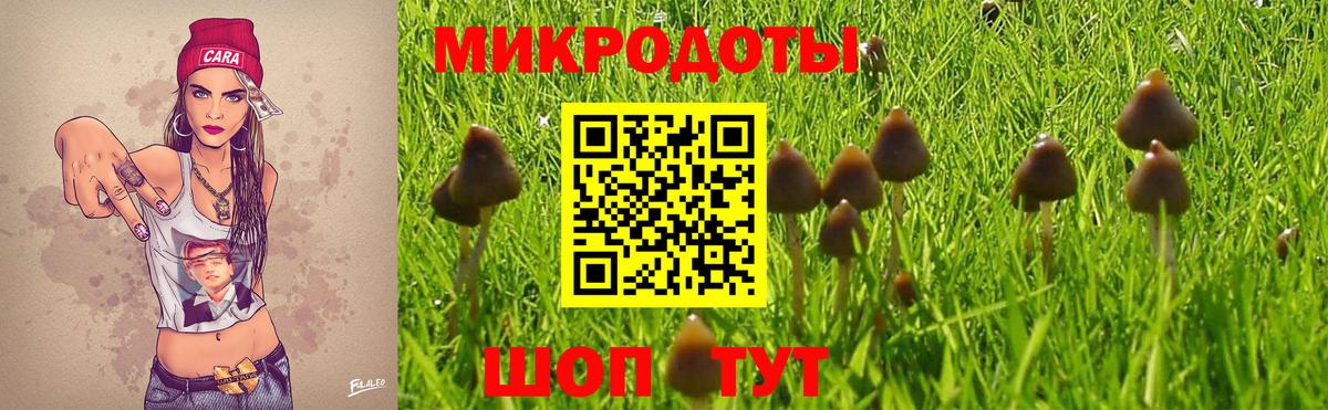 Галлюциногенные грибы Psilocybe Лабинск
